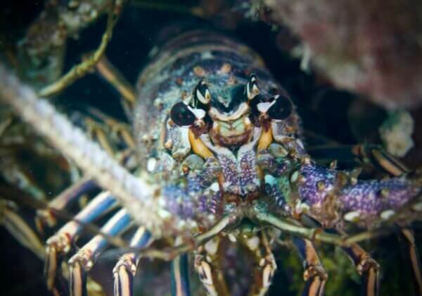 15 faits que les homards du monde entier veulent que vous sachiez