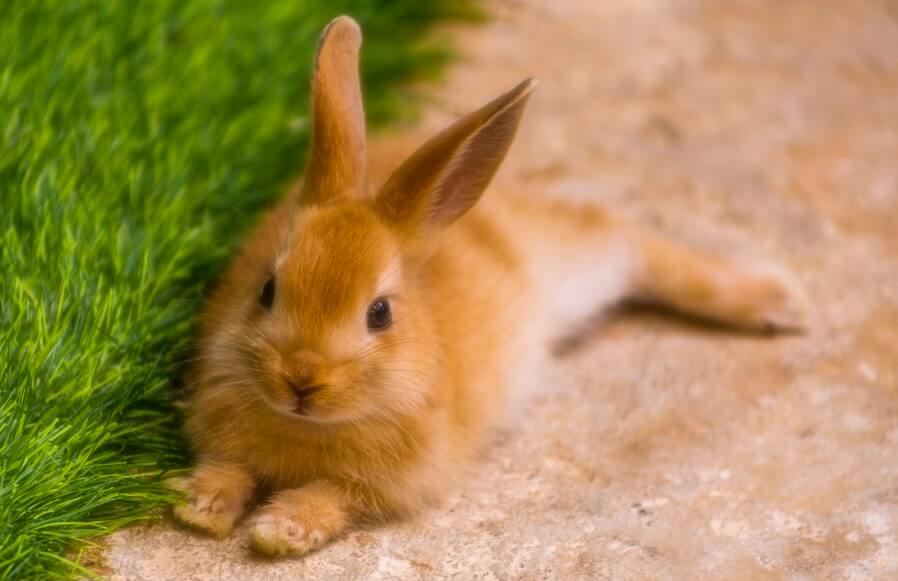 La marque de rasage Jolly rejoint la liste cruelty-free de PETA États-Unis