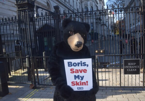 Stop au massacre d’ours pour les bonnets de la garde anglaise