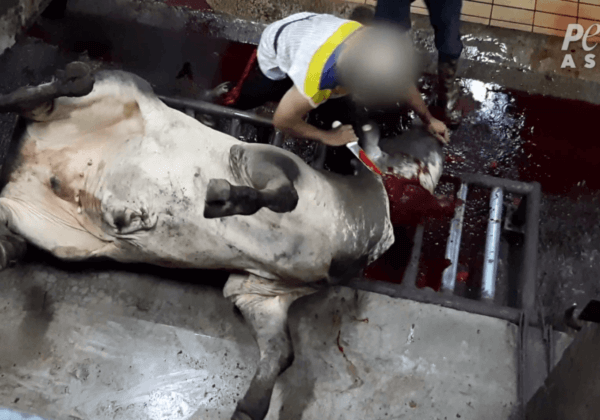 Massacrés vivants : des bovins australiens tués à l’étranger pour vos chaussures en cuir