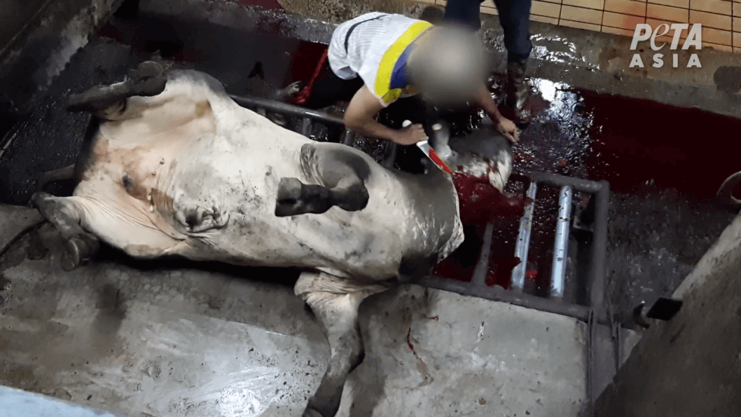 Massacrés vivants : des bovins australiens tués à l’étranger pour vos chaussures en cuir