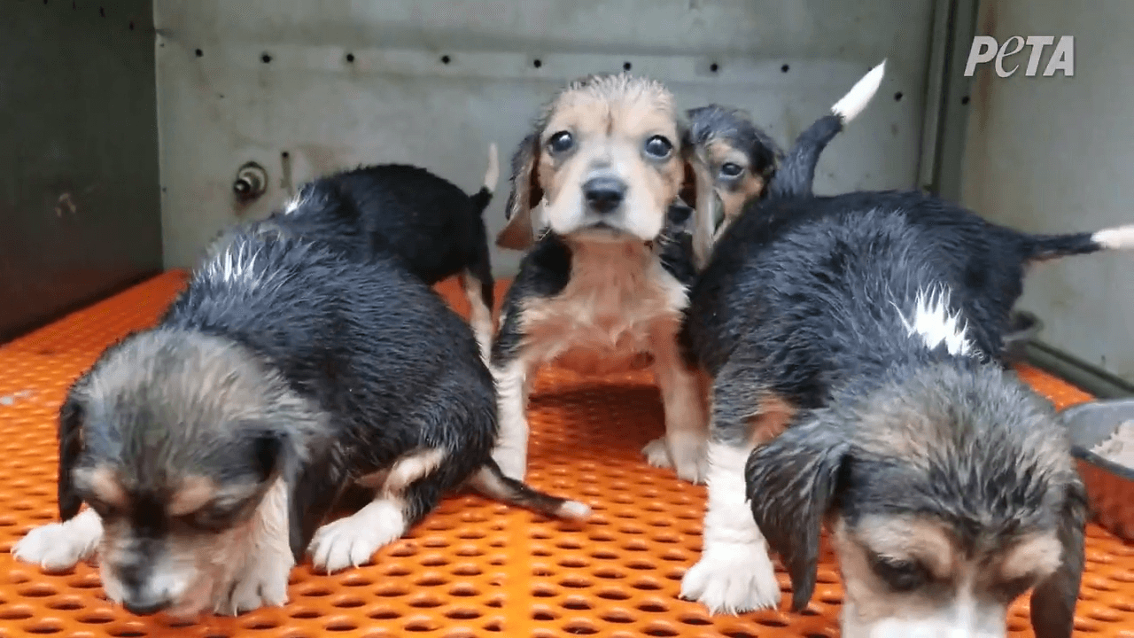 Enquête d’infiltration : des chiens élevés en usine et leurs chiots vendus pour des expériences