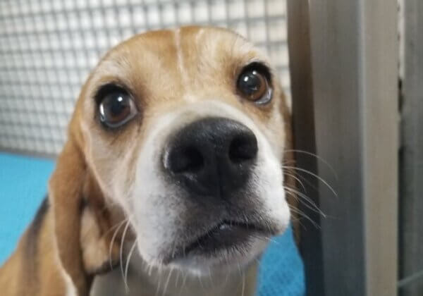 Vidéo : découvrez la nouvelle vie de Molly, beagle sauvée d’un laboratoire