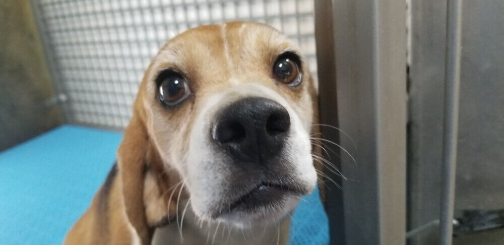Vidéo : découvrez la nouvelle vie de Molly, beagle sauvée d’un laboratoire