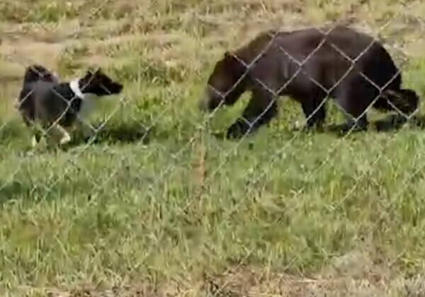 Vidéo : dressage illégal de chiens de chasse sur des ours bruns en Russie