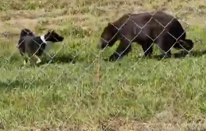 Vidéo : dressage illégal de chiens de chasse sur des ours bruns en Russie