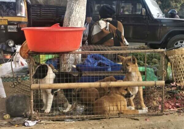 Enquête inédite dans les marchés illégaux d’animaux sauvages et de viande de chien en Inde