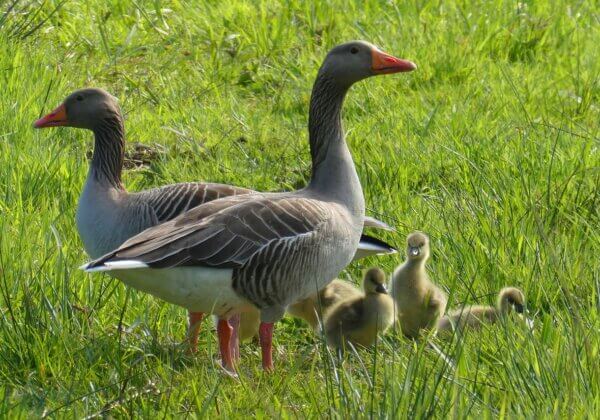 La mairie de Grenoble bannit le foie gras de ses événements officiels