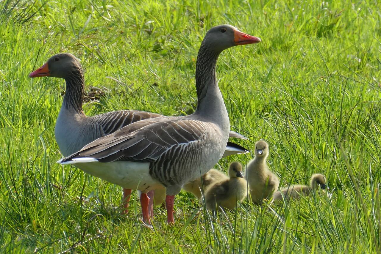 La mairie de Grenoble bannit le foie gras de ses événements officiels