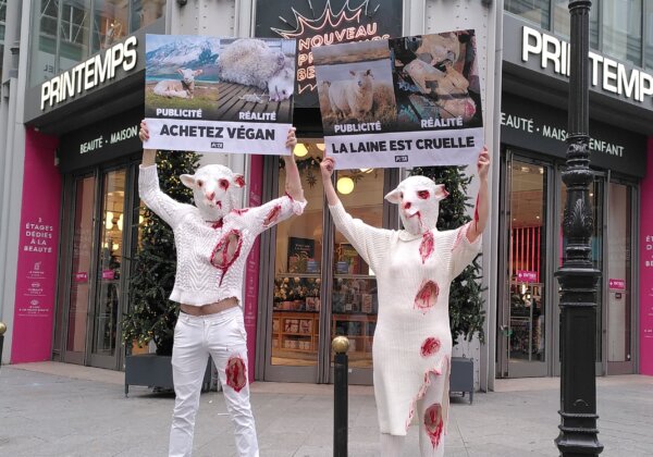 Des militants de PETA dévoilent la réalité sanglante cachée sous la laine
