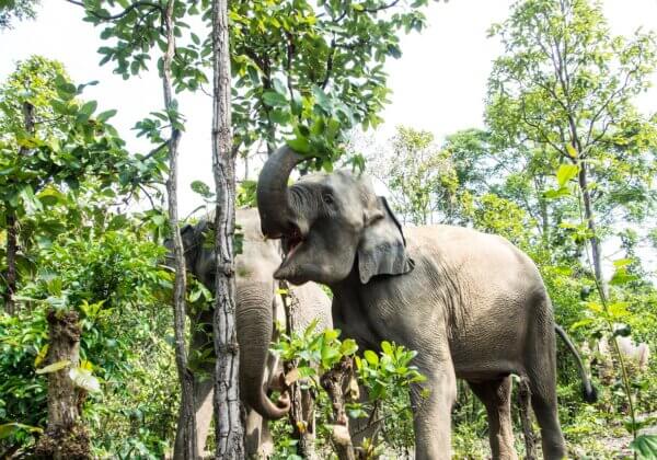 Victoire ! Le zoo de Phuket va finalement fermer ses portes