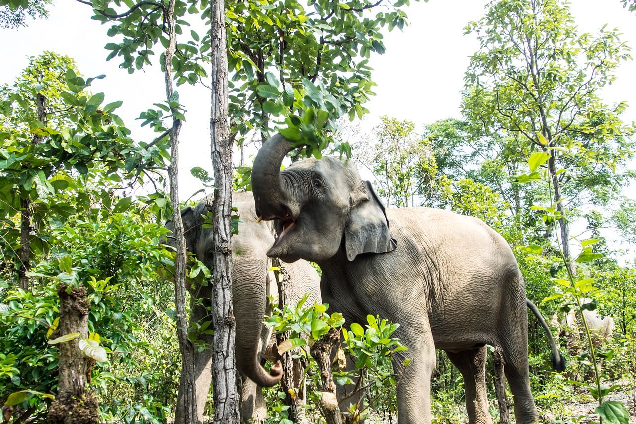Victoire ! Le zoo de Phuket va finalement fermer ses portes