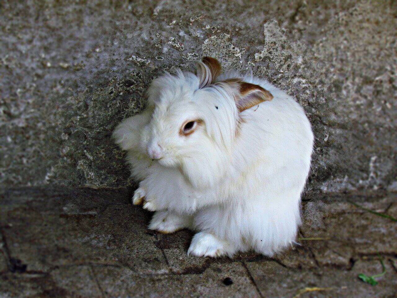 Victoire pour les lapins ! Armani cesse l’angora après une demande de PETA Royaume-Uni
