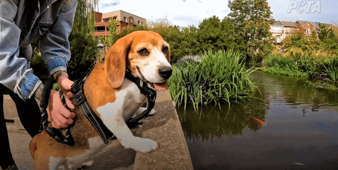 Vidéo : un beagle sauvé d’un gros fournisseur de laboratoire profite désormais librement des fêtes de fin d’année