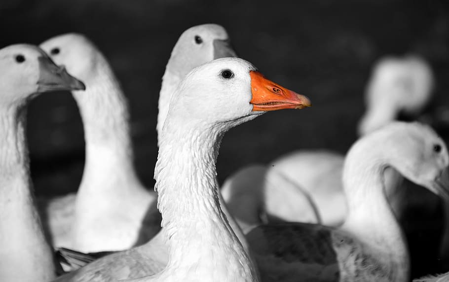 Lyon rejoint la liste des villes ayant banni le foie gras de leurs événements officiels