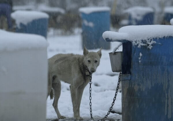 Appelez le propriétaire de la F1 à cesser de soutenir la mortelle course de l’Iditarod