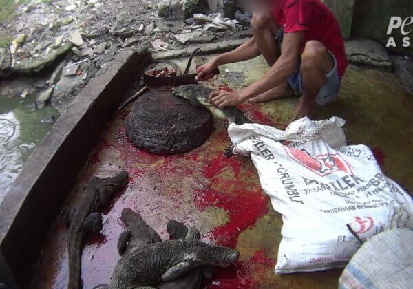 Enquête de PETA Asie : des lézards décapités et démembrés pour Gucci