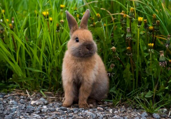 Les 15 plus belles avancées pour les animaux de 2021