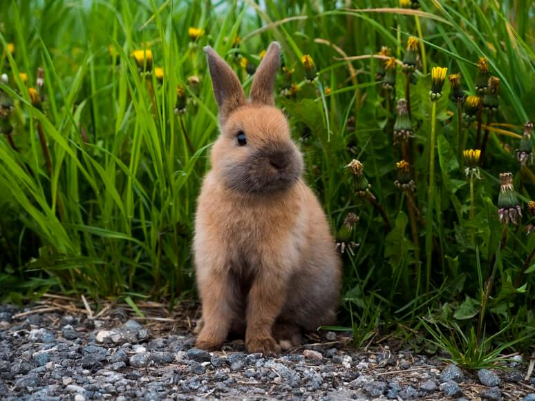 Les 15 plus belles avancées pour les animaux de 2021