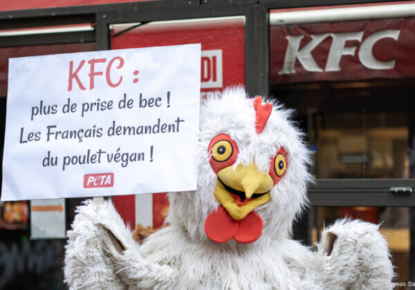 Un « poulet » géant proteste devant KFC pour des wings véganes