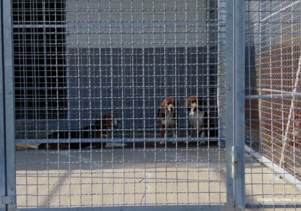 Ça doit s’arrêter : Marshall BioResources élève des chiens pour des expériences douloureuses à Gannat
