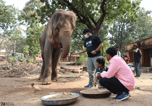 « L’éléphant le plus maigre d’Inde » va être sauvé suite à une campagne de PETA Inde