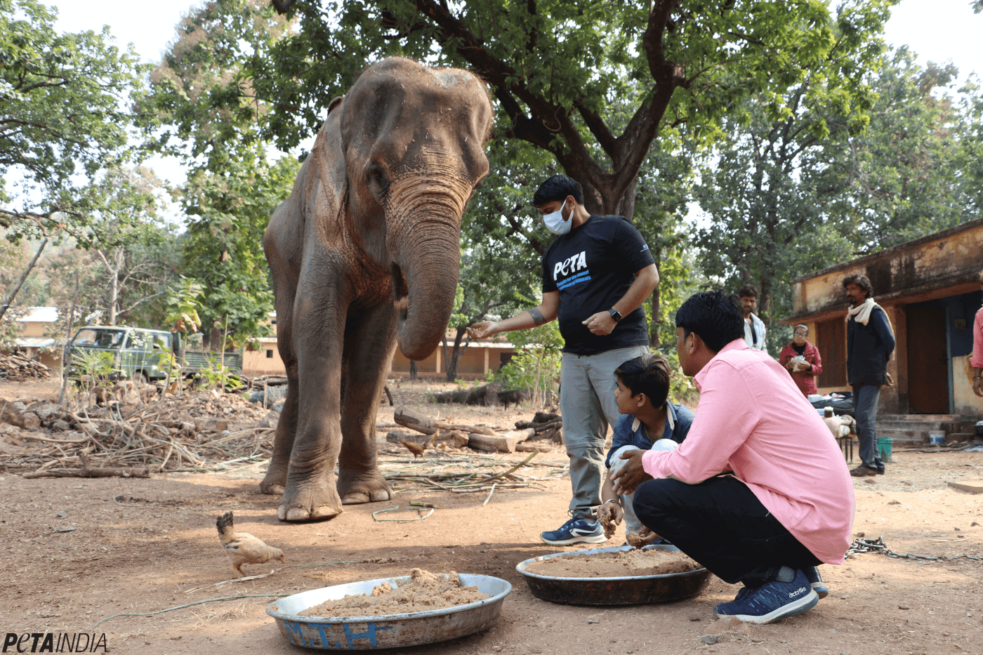 « L’éléphant le plus maigre d’Inde » va être sauvé suite à une campagne de PETA Inde