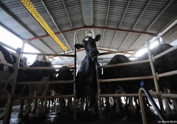 Aidez à stopper la plus grande méga-ferme laitière d’Europe