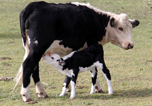 12 raisons d’arrêter de boire du lait de vache