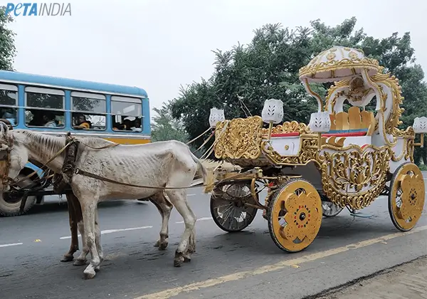 Enquête : PETA Inde révèle la souffrance des chevaux forcés de tirer des calèches à Kolkata