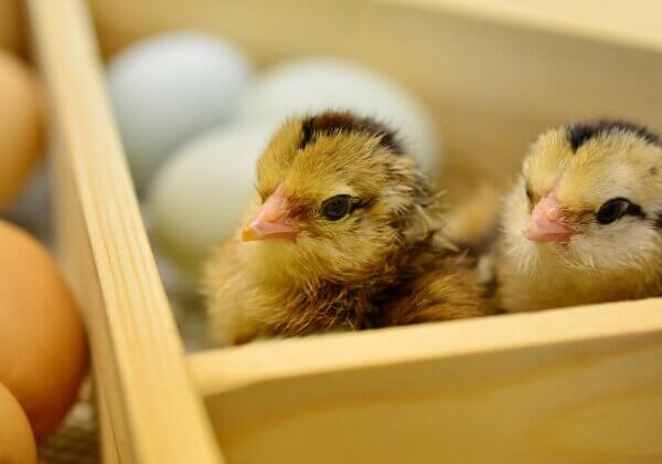 Le broyage et le gazage des poussins bientôt révolus en France