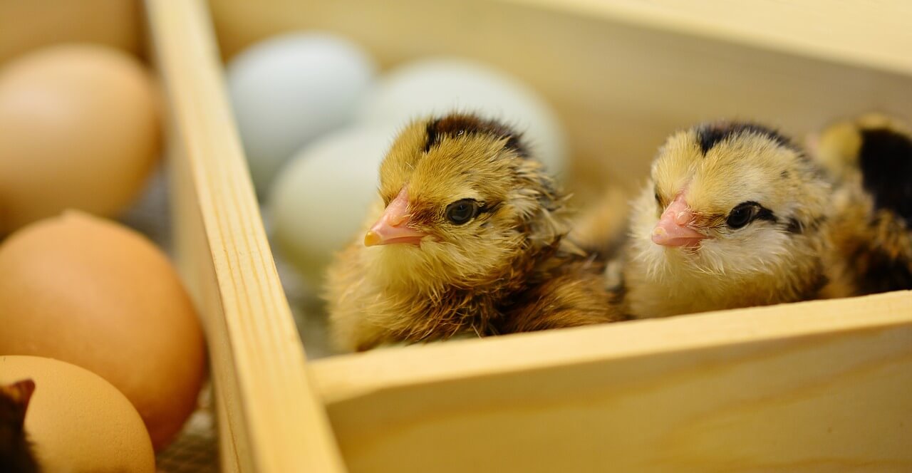 Le broyage et le gazage des poussins bientôt révolus en France