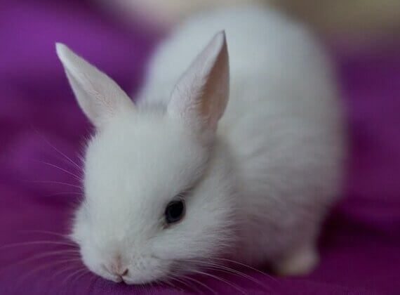 Fantastique nouvelle pour les lapins ! Kering abandonne l’angora et le feutre de lapin