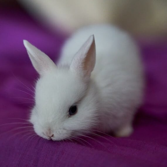 Fantastique nouvelle pour les lapins ! Kering abandonne l’angora et le feutre de lapin