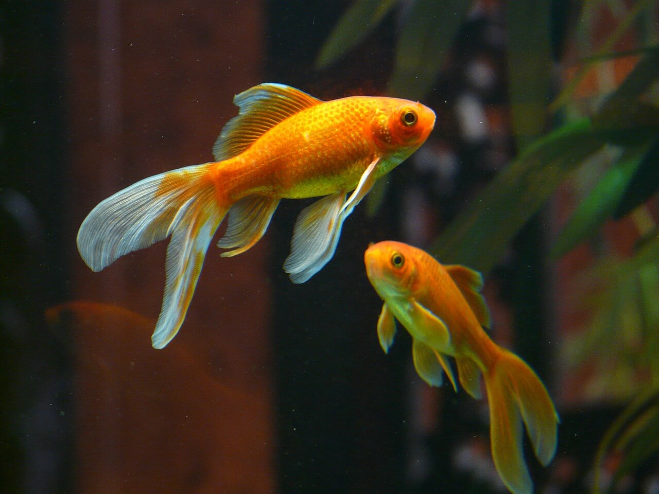 Bonne nouvelle pour les poissons ! Le leader français des produits d’aquariophilie ne vendra plus d’aquariums boules