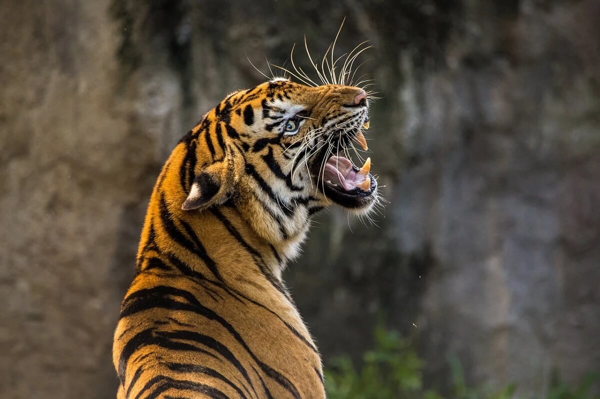 Die gute Nachricht: Es wird keine Tiger in der Show in Fort Boyard geben!  – Die Nachrichten