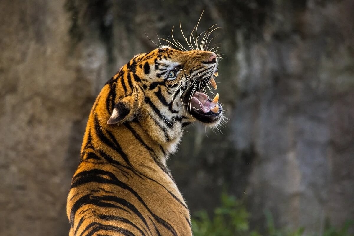 Bonne nouvelle : il n’y aura plus de tigres dans l’émission Fort Boyard !