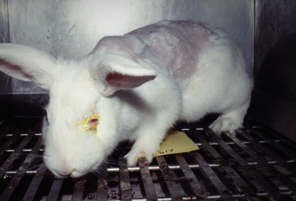 De nouvelles statistiques révèlent que 10,5 millions d’animaux souffrent dans les laboratoires de l’UE