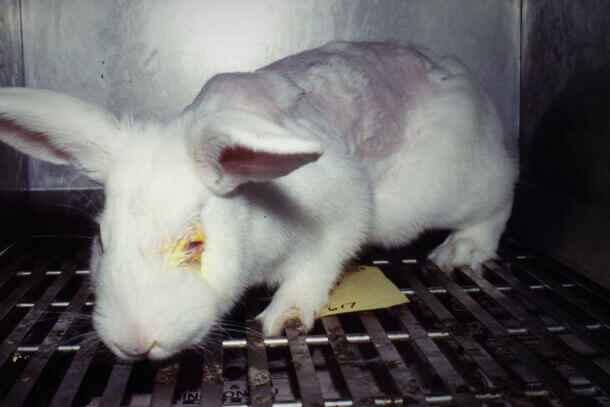 De nouvelles statistiques révèlent que 10,5 millions d’animaux souffrent dans les laboratoires de l’UE