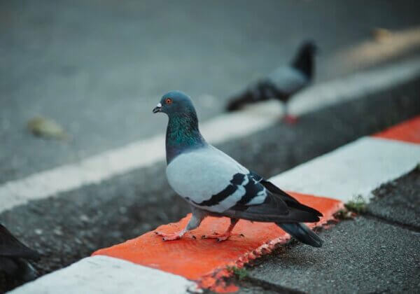 Lamballe-Armor annule un massacre de pigeons après une lettre de PETA