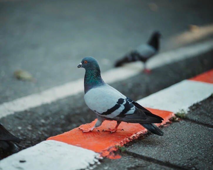 Lamballe-Armor annule un massacre de pigeons après une lettre de PETA