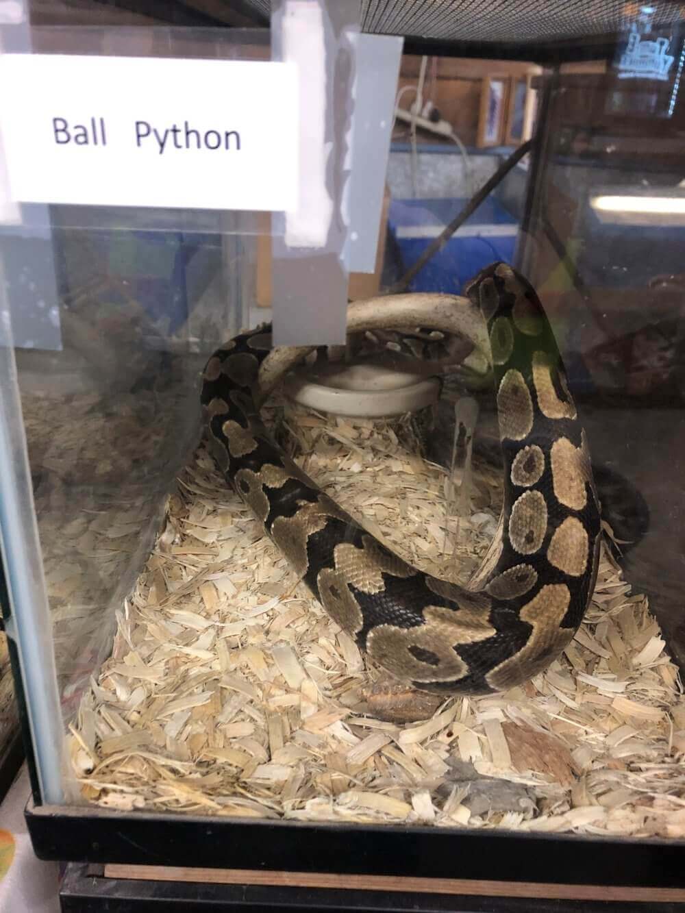 Pourquoi acheter un serpent est une grosse erreur PETA France — free download