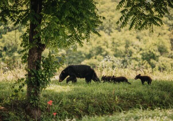 9 mamans animaux qui ont besoin de vous pour la fête des Mères