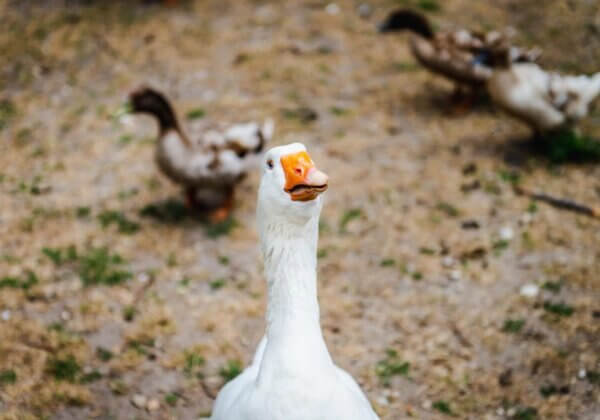 Bonne nouvelle : la ville de Bourges bannit le foie gras de ses réceptions