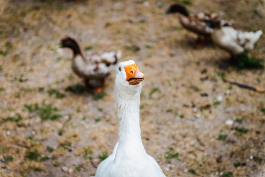Bonne nouvelle : la ville de Bourges bannit le foie gras de ses réceptions