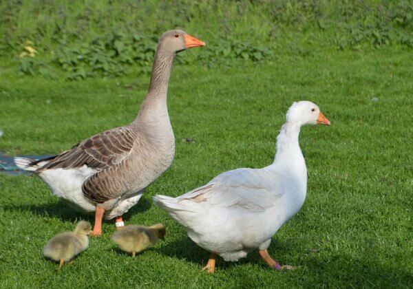 PETA propose aux éleveurs de canards une reconversion dans le faux gras