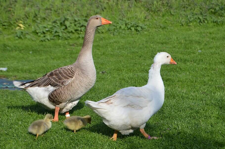 PETA propose aux éleveurs de canards une reconversion dans le faux gras