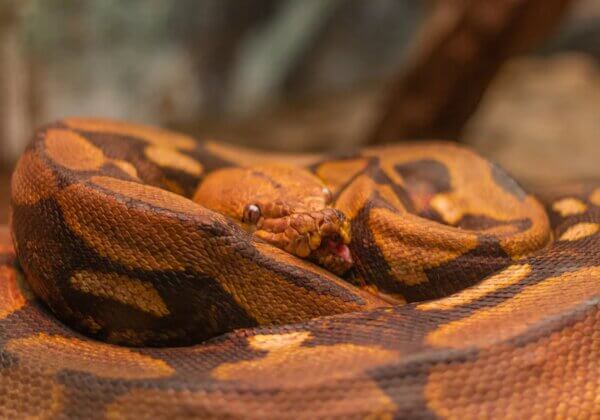 Voici pourquoi acheter un serpent est une grosse erreur