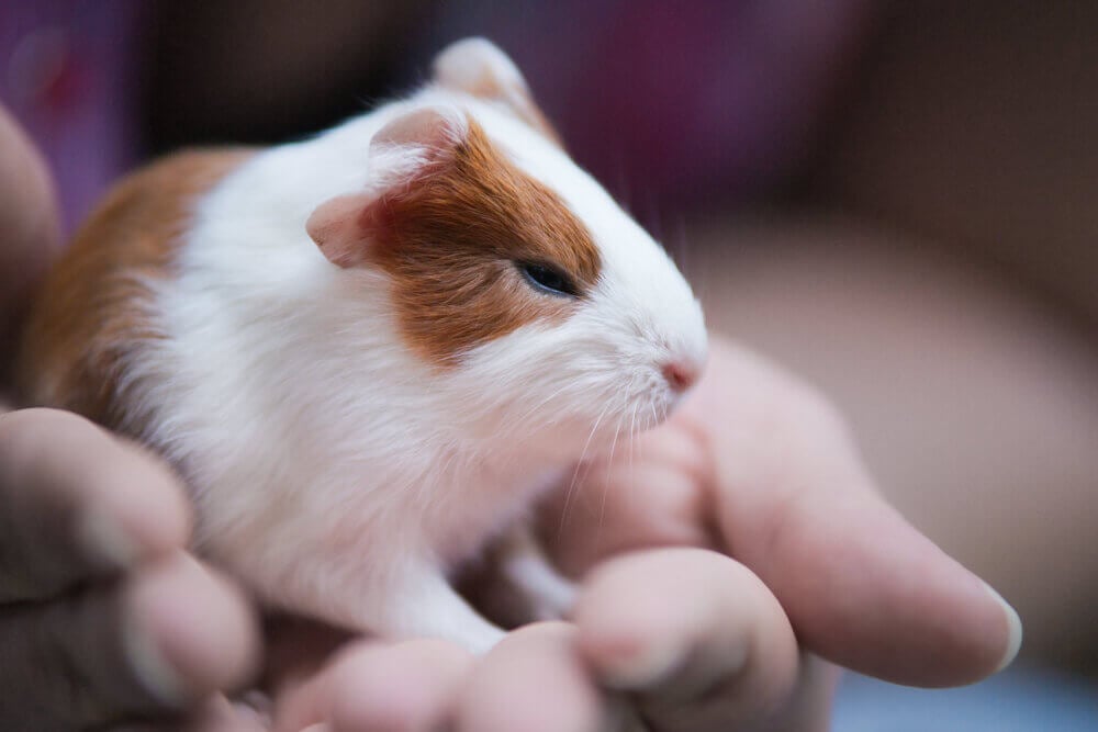 Le Parlement néerlandais adopte 8 motions pour mettre fin à l’expérimentation animale