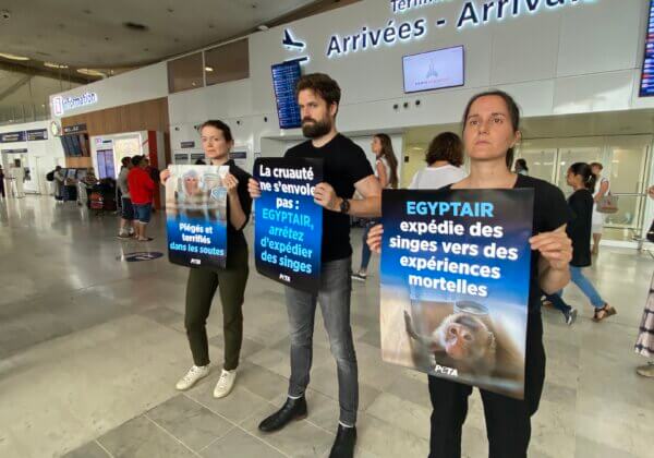 Protestation à Charles-de-Gaulle : PETA demande à EGYPTAIR de cesser le transport de singes